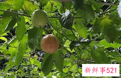 百香果的功效与作用及营养价值