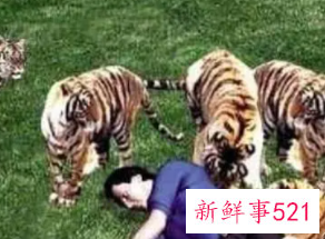 梦见老虎把别人吃了有什么征兆