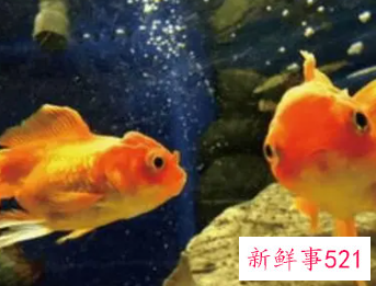 七条鱼代表什么寓意