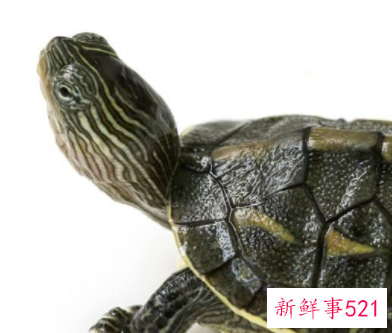 家里养龟有哪些好处对财运好不好