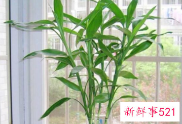 适合摆放在办公室的吉祥植物