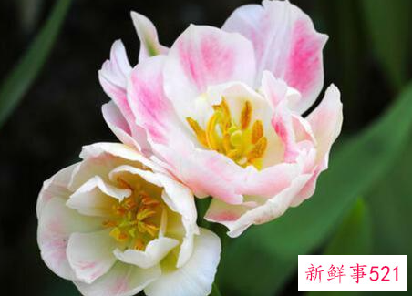 十二星座专属的幸运花