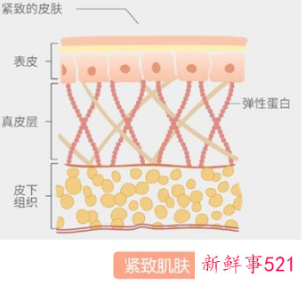 胶原和弹性蛋白
