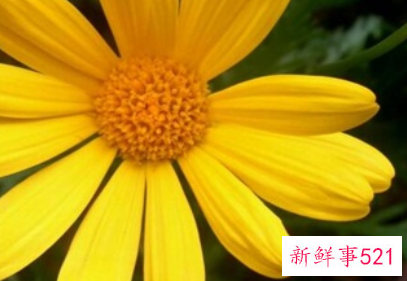 黄金菊应该怎么养