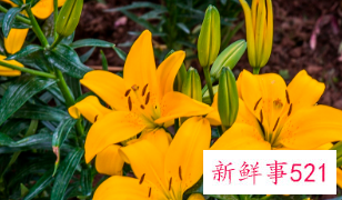 百合花的颜色有哪些寓意