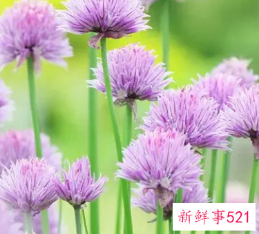 做梦梦见五颜六色的鲜花