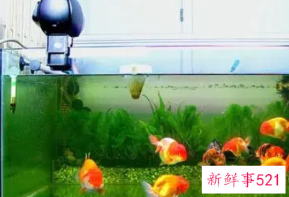 鱼缸养几条鱼最吉利