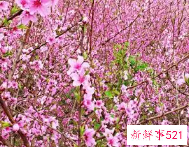 梦见满山桃花梨花好不好