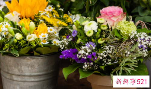 五叶梅放卧室有毒吗