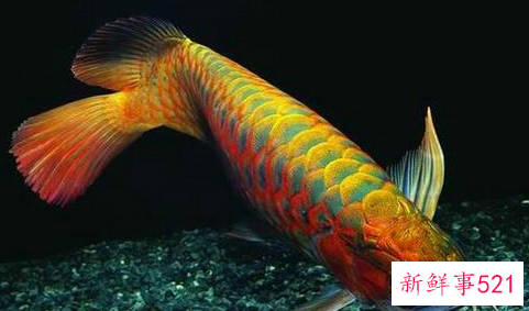 龙鱼掉眼的病因及治疗