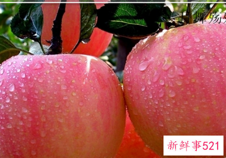 多吃什么水果才有营养