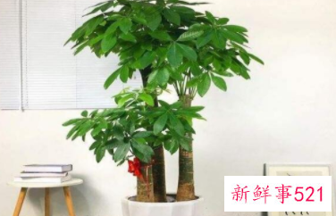 适合摆放在办公室的吉祥植物