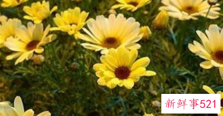 黄金菊应该怎么养