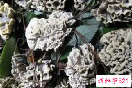 痛风病人能吃干巴菌吗