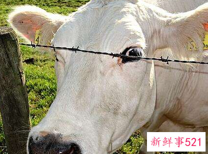 女人梦到几头牛预示着什么