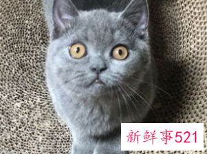 为什么不建议养蓝猫