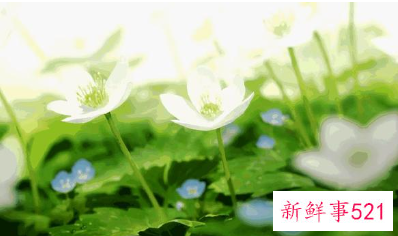 文艺干净的微信名