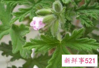 房间里进了老鼠怎么办