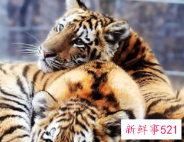 梦见两只小老虎