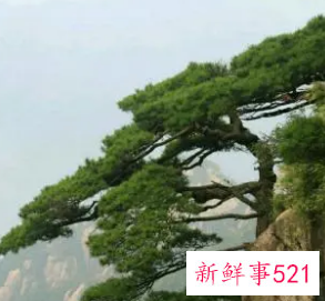 大雪压青松青松挺且直全诗