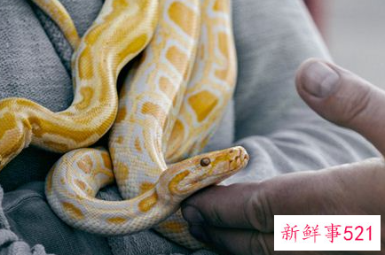 梦见蟒蛇是什么兆头