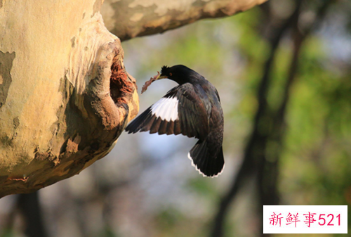如何选择和饲养八哥