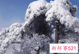 大雪压青松青松挺且直全诗