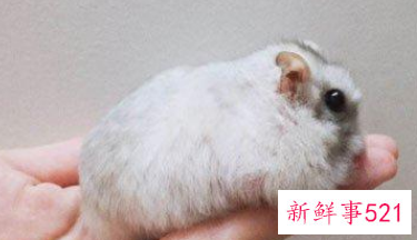 梦见老鼠在自己身上乱窜