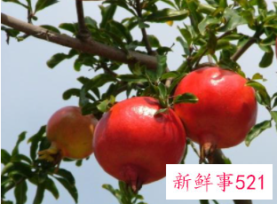 招财的五种水果