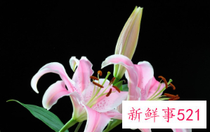 百合花的颜色有哪些寓意