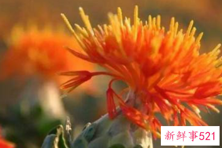 红花和藏红花的区别