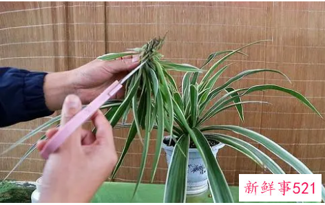 吊兰换盆如何剪根