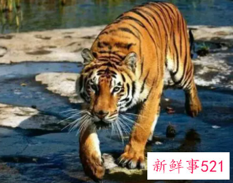 梦见老虎把别人吃了有什么征兆