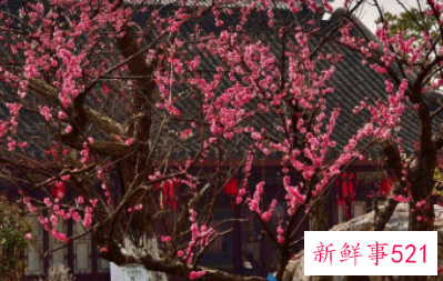 梅花的叶子是什么颜色什么形状