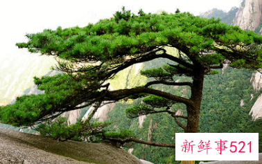 大雪压青松青松挺且直全诗