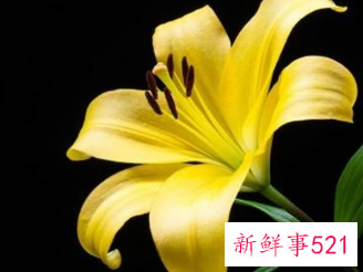 百合花的颜色有哪些寓意