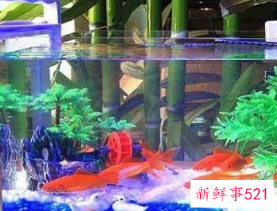 鱼缸养几条鱼最吉利