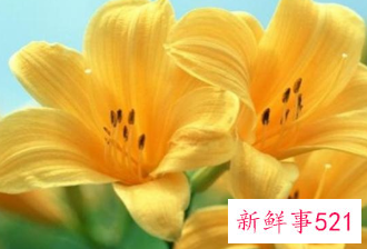 百合花的颜色有哪些寓意