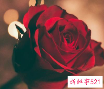 12生肖桃花运表