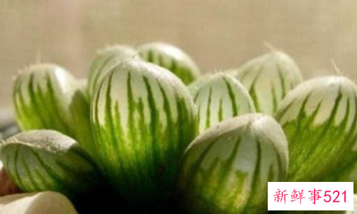 玉露叶子为什么干瘪