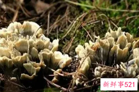 痛风病人能吃干巴菌吗