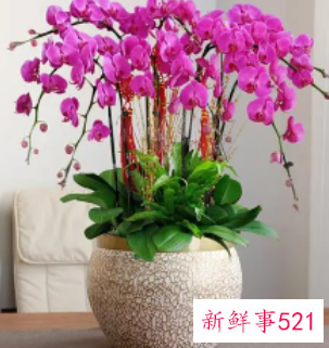 家里养什么花镇宅比较好