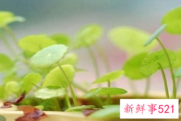 珍惜兄弟姐妹亲情语录