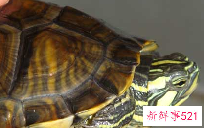 家里养龟有哪些好处对财运好不好