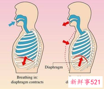 腹式呼吸肚子越练越大