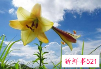 百合花的颜色有哪些寓意