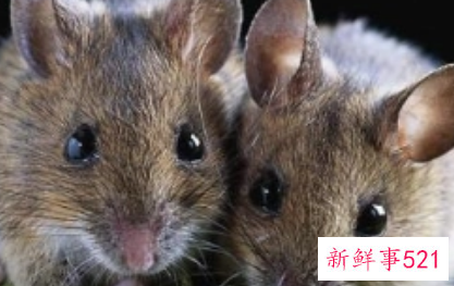 鼠人忌什么颜色