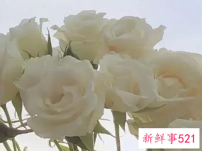 跟男朋友告白的情话