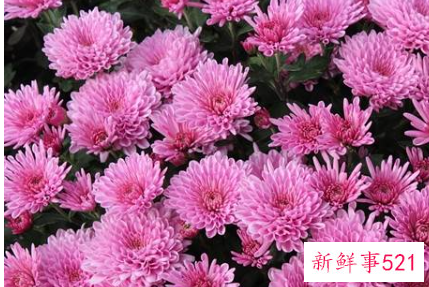 十二星座专属的幸运花