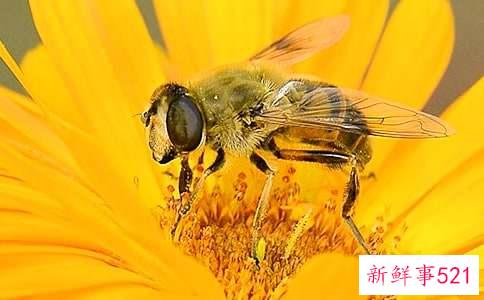 梦见蜜蜂是什么意思